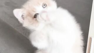 How_To_Get_A_Kitten_To_Like_You?.