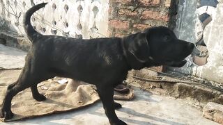 Labra Dogs voice -- My lovely Dog #labradogs #labrabread #dogsfamily