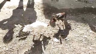 Aseel murga ki or aseel hera fight white hera