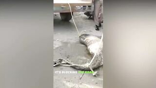 This Python is Swalllowing Goat , Deer and Woman | Unbelievable Wild Life Animal Moments