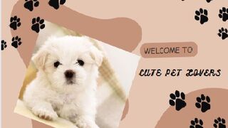 funny dog (TikTok)