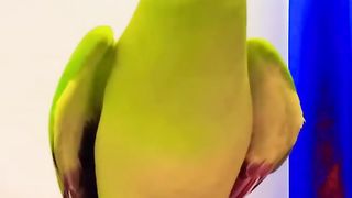 Parrot sound