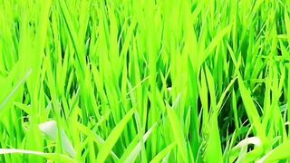 Best poetry page|| Best video for status