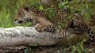 Jaguar Desperately Hunting Crocodiles In The Valley Of The Fierce Crocodiles