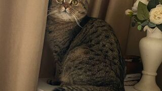Top Funny Cute Cats Viral Clips????|| Best #funny Cats #shorts Video????|