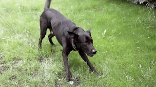 Unleashing The Pet Dog Outdoors #pet #dogbarking