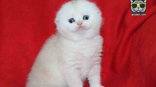 Cats are so loving????????