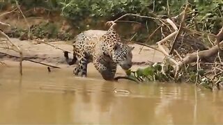 #wild #animal