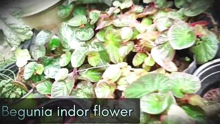 Beutiful flower ???? video pushpa nursary
