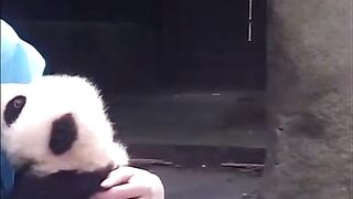 Работа мечты, нянчиться с пандами ???? Я бы на такой работе и бесплатно работала ????