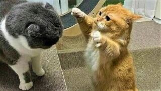 Cats are so loving????????