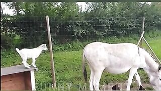 Funny???? Animals???? Top 15 Viral Videos, Part 25, Funny Dogs, Funny Cats, Funny Pets, Funny Moment