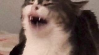 Bad cats very very funny videos