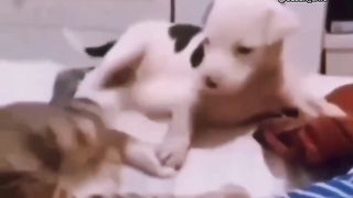 Dogs vs cats go go  cats win????????????????????????