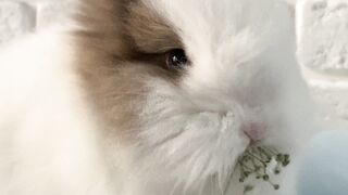 Rabbit playing |Bunny enjoying
