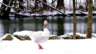 beautiful duck video | amazing birds | follow