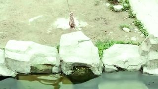 Feeding tigers meat