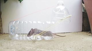 Easy mouse ???? trap/mouse ???? rat trap with plastic bottle  how to making mouse traping jar?