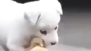 Cute dog | Cute dog love with duck