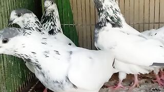 35 walay pigeons family