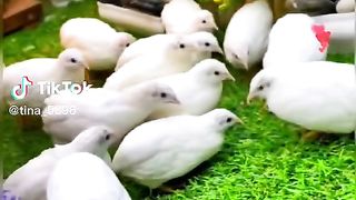 Quails
