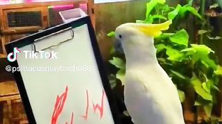 Cuckatoo