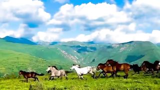 Horses running through landscapes of North Albania | amazing natural view