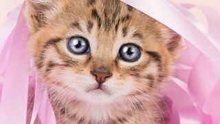 Funny cats playing