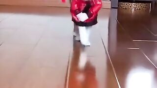 Funny cat vedio #funnyvedio