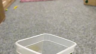 Funny cats