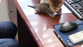 Funny cats
