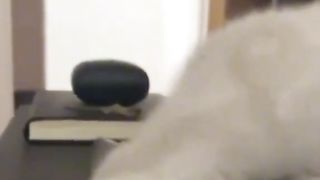 Funny cats