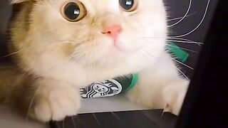 Funny cats