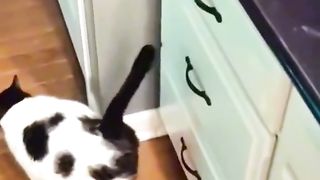 Funny cats