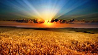 Wheat video