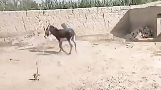 Donkey funy