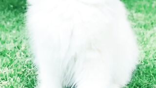 Cat video