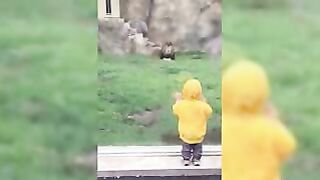 Zoo Animal Attacks ★ Animals That Don't Know What Glass Is! (HD) [Epic Laughs]_low