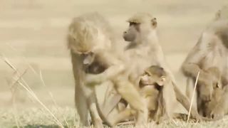 Crazy Monkeys Attacks Leopard Family - Crocodile King Goes Ashore To Hunt Monkey Family