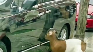 The Best Funny Animals Videos#shorts