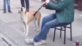 Funny Singing Dog