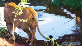 Male Lion Jumps Into River To Rescue Lioness From Bloodthirsty Crocodiles ► What The Ending Will Be