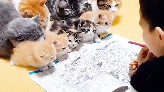 Cats learning