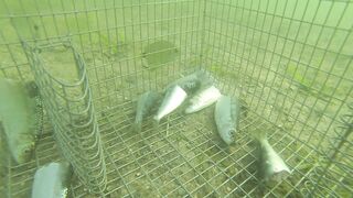 GoPro in bait trap