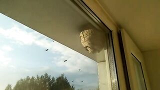 Дикие пчелы на Севере