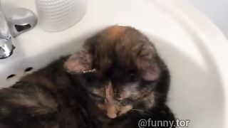 The difference between washing calm and playful cats