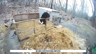 Медведь
