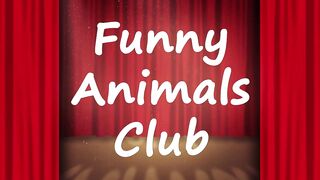 Funny animals video ????