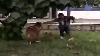 Приколы с баранами