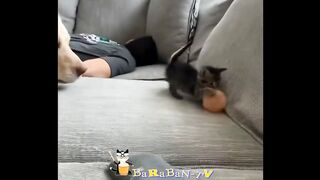 Забавные наши БРАТЬЯ МЕНЬШИЕ